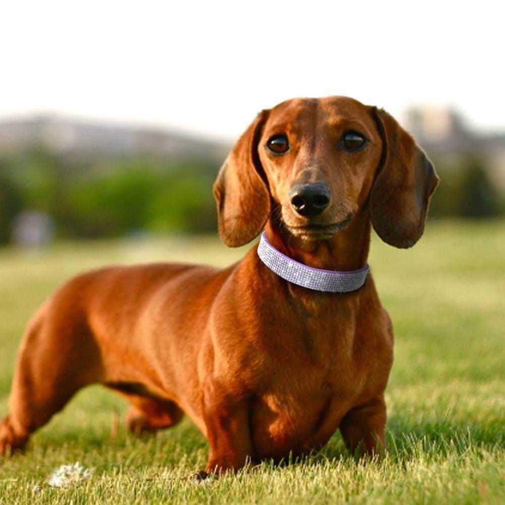 Rhinestone Soft Suede Leather Dog Collar A748