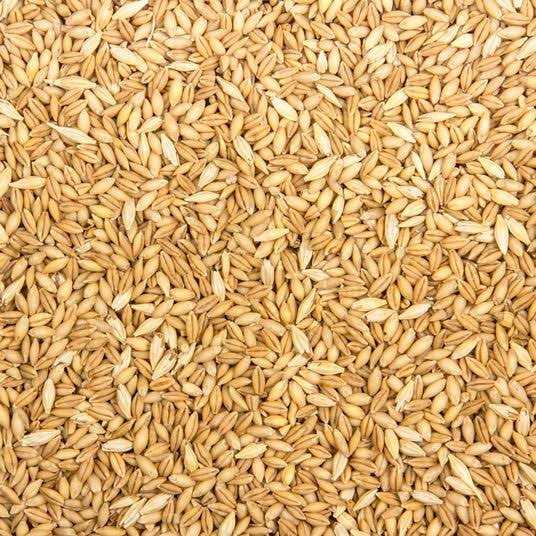 Organic Whole Barley Animal Feed K79054