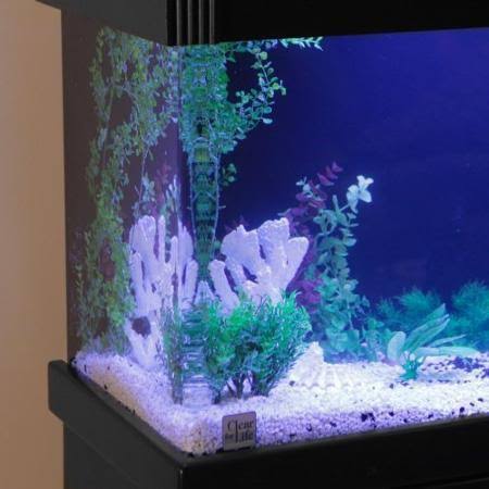 Rectangular Aquarium C987