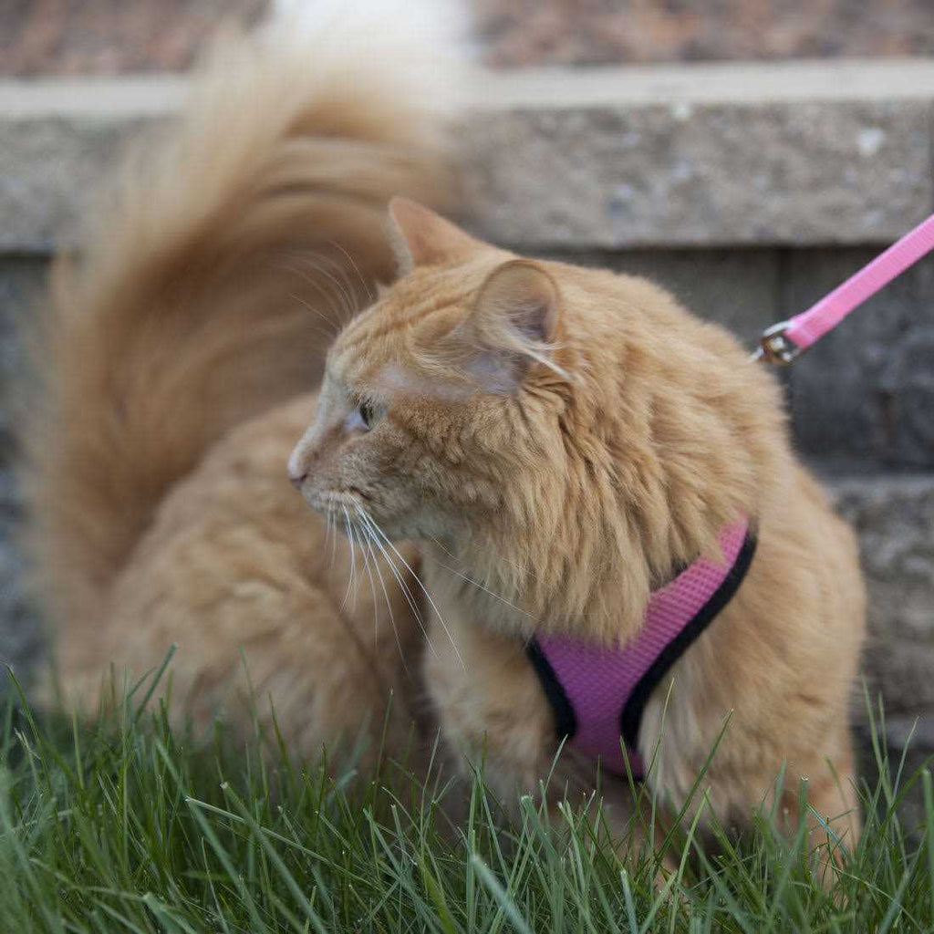 Adjustable Cat Harness with Leash R822415