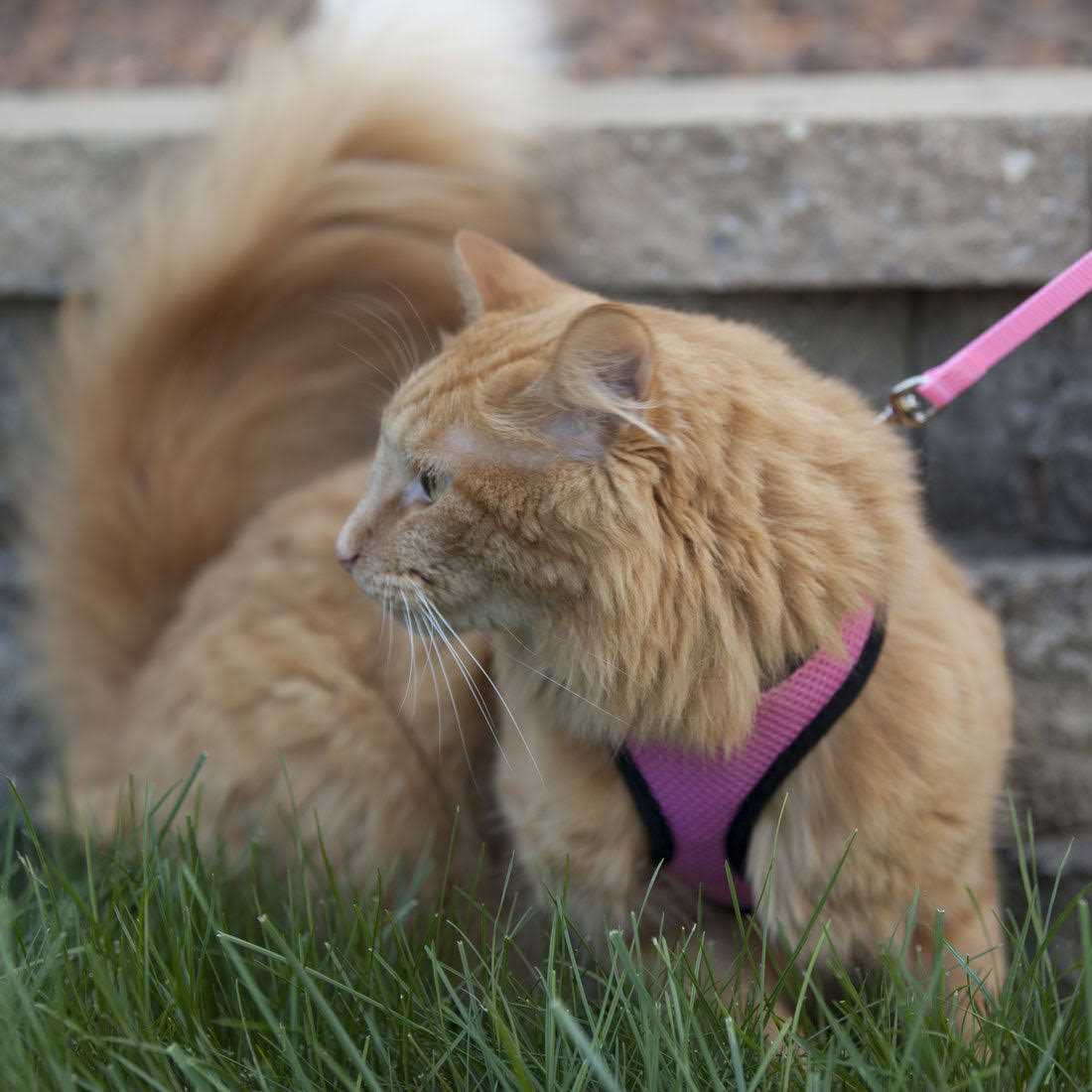 Adjustable Cat Harness with Leash R822415