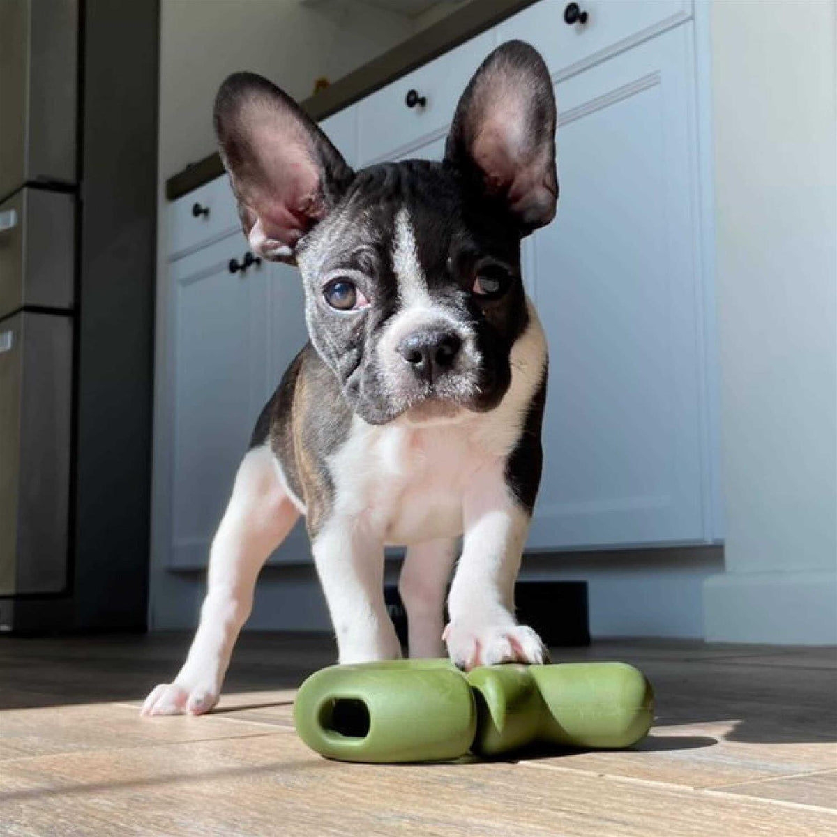 Falcon Dog Toy H790567