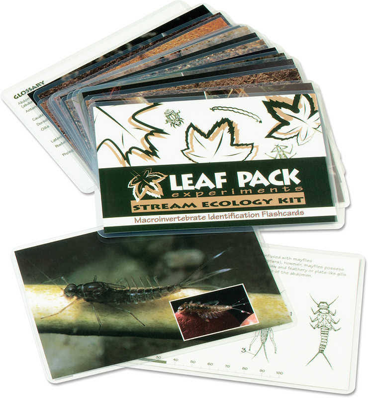 Aquatic Macroinvertebrates Insect Identification Flashcards S27646