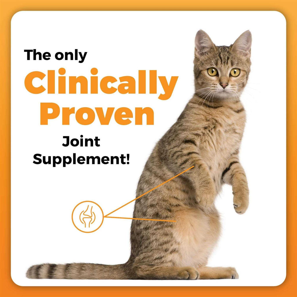 Hip & Joint Support for Cats J608910