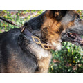 Leather Hand-Stitched Polo Dog Collar Q48236