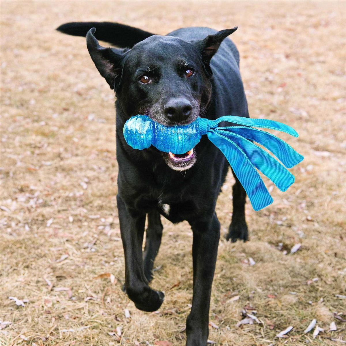 Dog Toy H791471